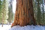 Que el ÁRBOL No TAPE el BOSQUE: Reflexiones NAVIDEÑAS sobre VIAJAR en Tiempos ADVERSOS